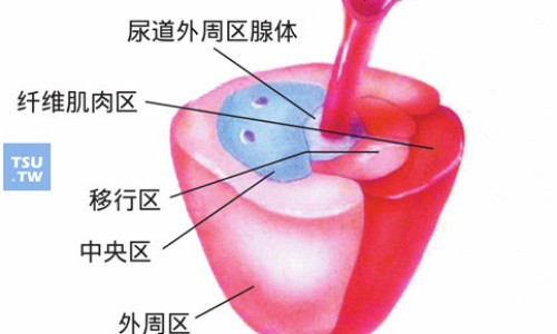 老虎草中草药图片网- 老虎草外用功效与主治知识,分享老虎草中草药图片大全